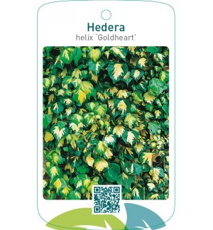Hedera helix ‘Goldheart’