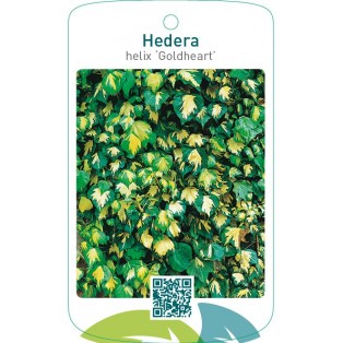 Hedera helix ‘Goldheart’
