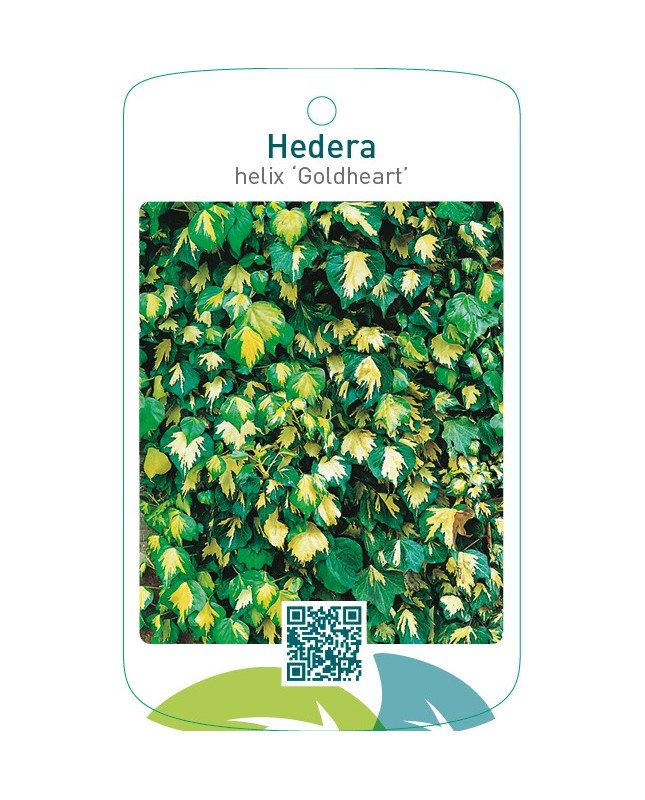 Hedera helix ‘Goldheart’