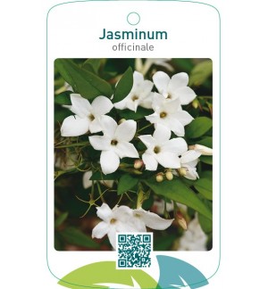 Jasminum officinale