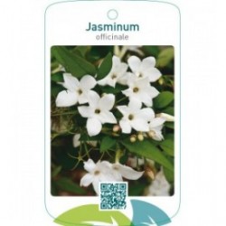Jasminum officinale