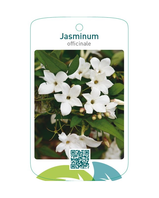 Jasminum officinale