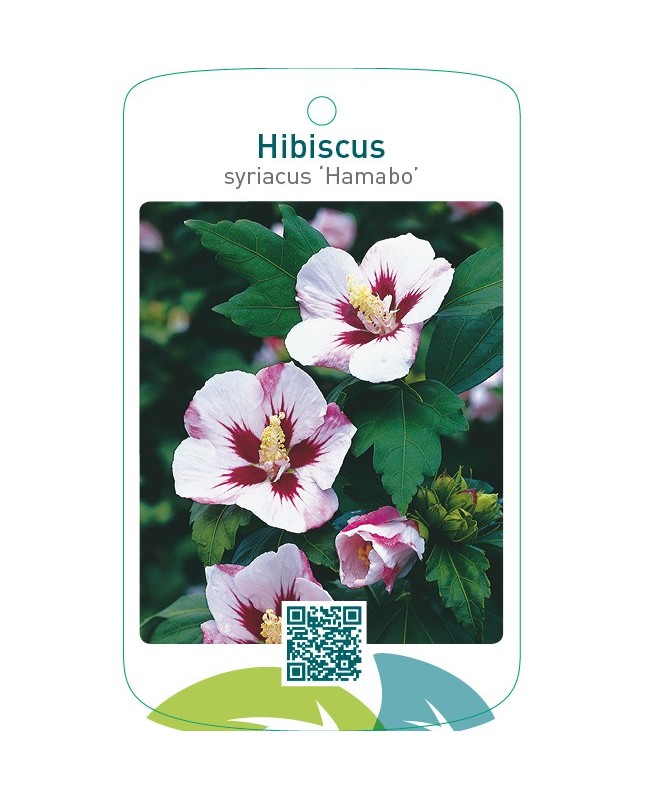 Hibiscus syriacus ‘Hamabo’