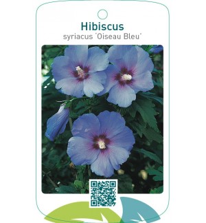 Hibiscus syriacus ‘Oiseau Bleu’