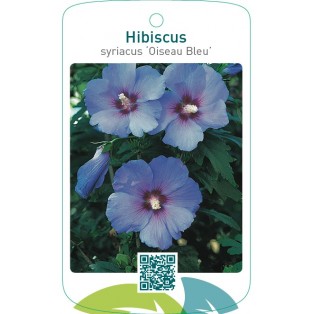 Hibiscus syriacus ‘Oiseau Bleu’