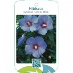 Hibiscus syriacus ‘Oiseau Bleu’