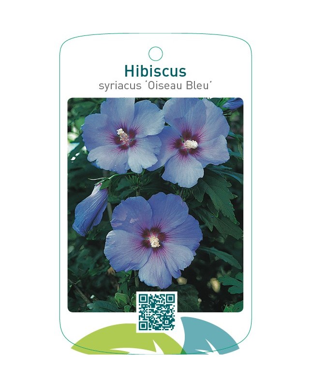 Hibiscus syriacus ‘Oiseau Bleu’