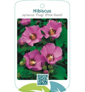 Hibiscus syriacus ‘Flogi’ (Pink Giant)