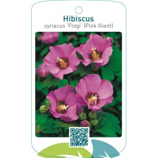 Hibiscus syriacus ‘Flogi’ (Pink Giant)