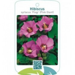 Hibiscus syriacus ‘Flogi’ (Pink Giant)