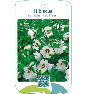 Hibiscus syriacus ‘Red Heart`