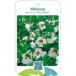 Hibiscus syriacus ‘Red Heart`