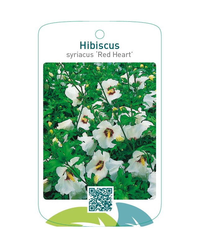 Hibiscus syriacus ‘Red Heart`