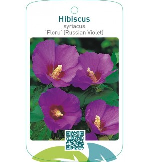Hibiscus syriacus ‘Floru’ (Russian Violet)