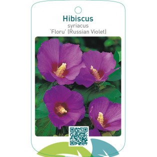 Hibiscus syriacus ‘Floru’ (Russian Violet)