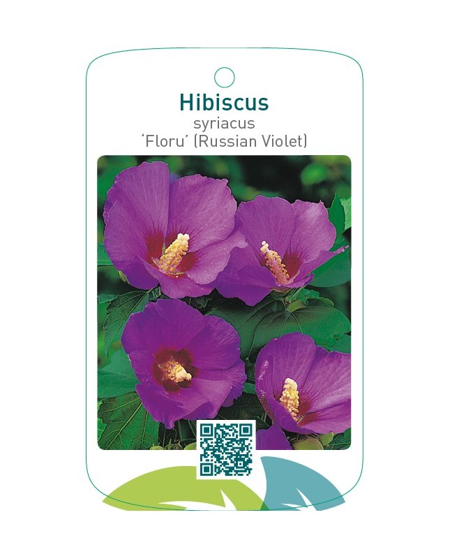 Hibiscus syriacus ‘Floru’ (Russian Violet)