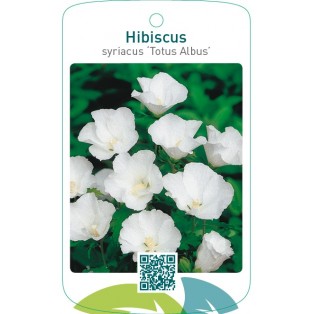 Hibiscus syriacus ‘Totus Albus’
