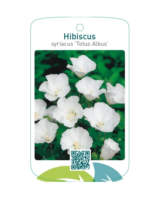 Hibiscus syriacus ‘Totus Albus’