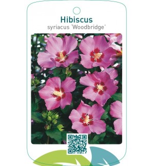 Hibiscus syriacus ‘Woodbridge’