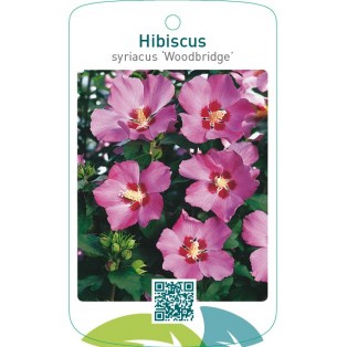 Hibiscus syriacus ‘Woodbridge’