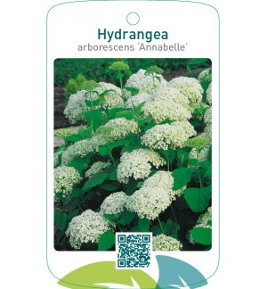 Hydrangea arborescens ‘Annabelle’