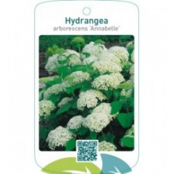Hydrangea arborescens ‘Annabelle’