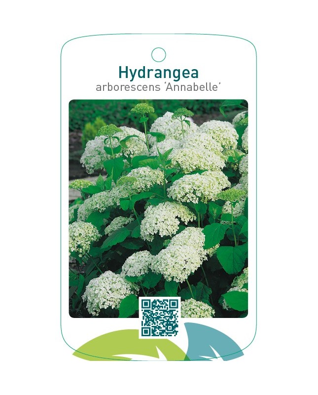 Hydrangea arborescens ‘Annabelle’