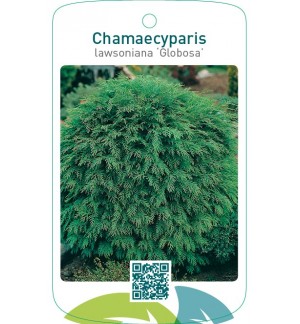 Chamaecyparis lawsoniana ‘Globosa’