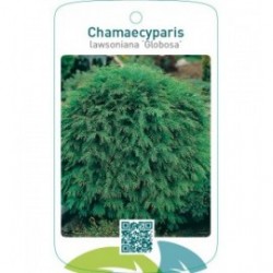 Chamaecyparis lawsoniana ‘Globosa’