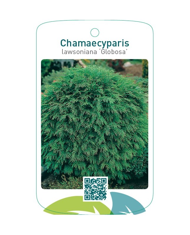 Chamaecyparis lawsoniana ‘Globosa’