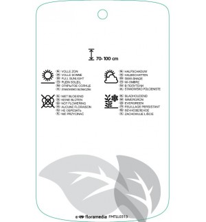 Etichette di Chamaecyparis lawsoniana ‘Globosa’ *