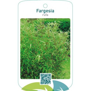 Fargesia rufa