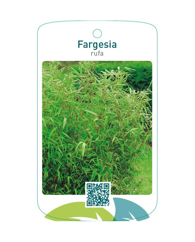Fargesia rufa