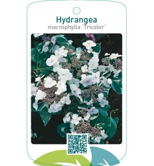 Hydrangea macrophylla ‘Tricolor’