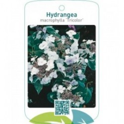 Hydrangea macrophylla ‘Tricolor’