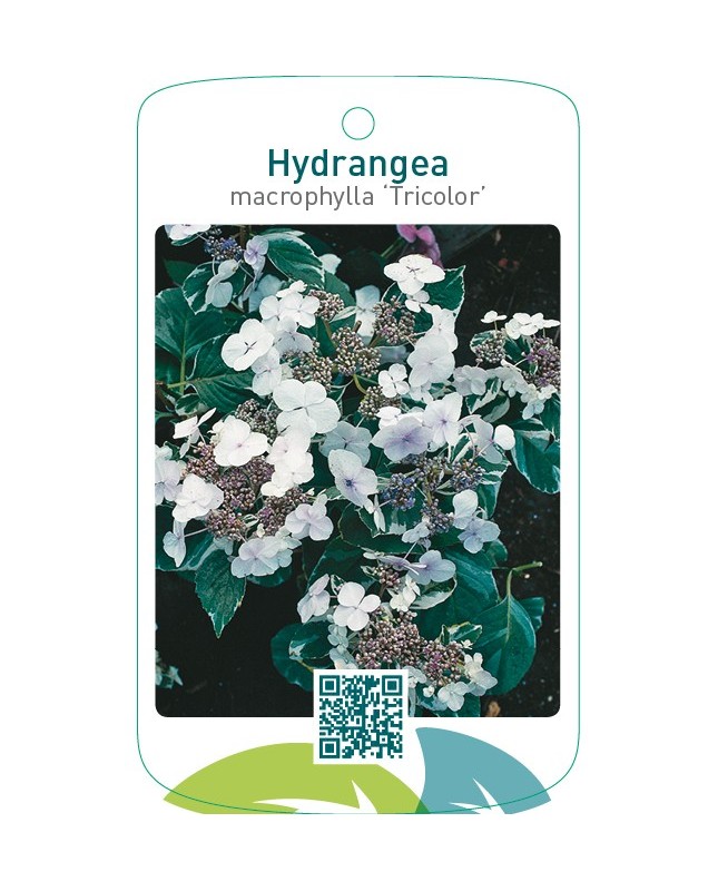 Hydrangea macrophylla ‘Tricolor’