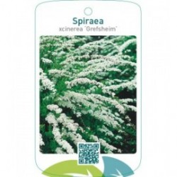 Spiraea xcinerea ‘Grefsheim’