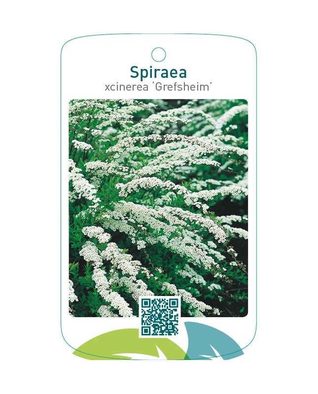 Spiraea xcinerea ‘Grefsheim’