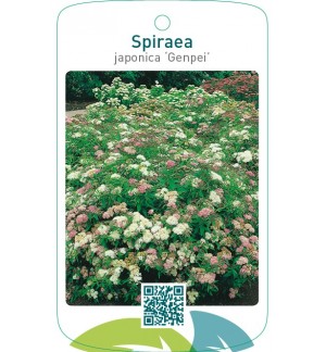 Spiraea japonica ‘Genpei’
