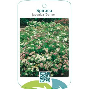 Spiraea japonica ‘Genpei’