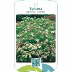 Spiraea japonica ‘Genpei’