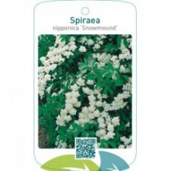 Spiraea nipponica ‘Snowmound’