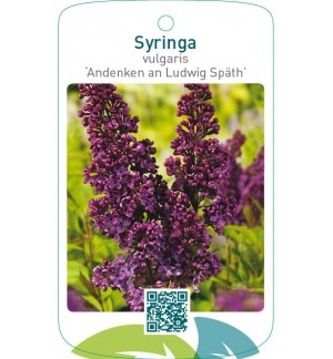Syringa vulgaris ‘Andenken an Ludwig Späth’