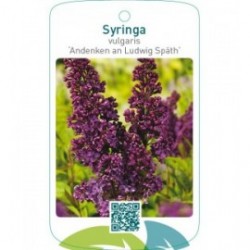 Syringa vulgaris ‘Andenken an Ludwig Späth’