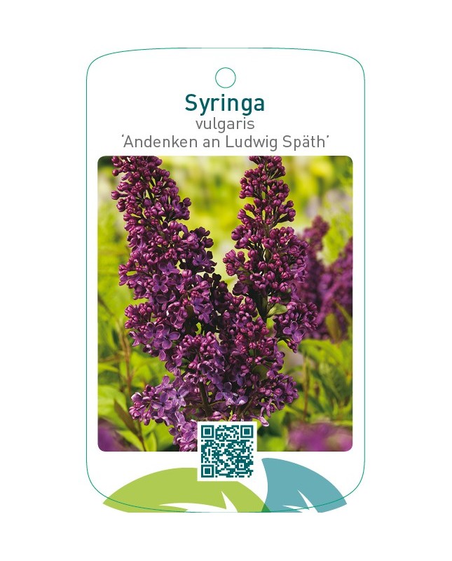 Syringa vulgaris ‘Andenken an Ludwig Späth’