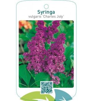 Syringa vulgaris ‘Charles Joly’