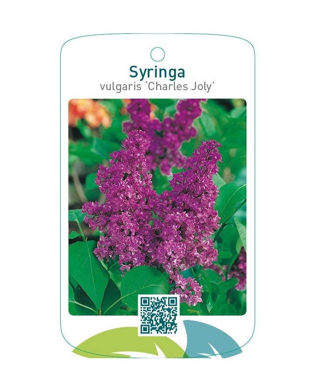 Syringa vulgaris ‘Charles Joly’
