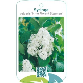 Syringa vulgaris ‘Mme Florent Stepman’