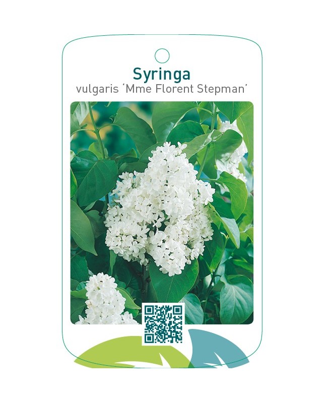 Syringa vulgaris ‘Mme Florent Stepman’