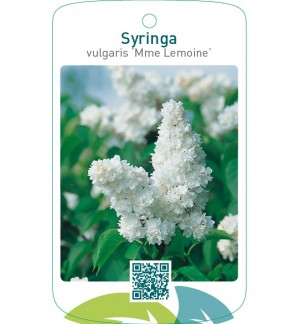 Syringa vulgaris ‘Mme Lemoine’